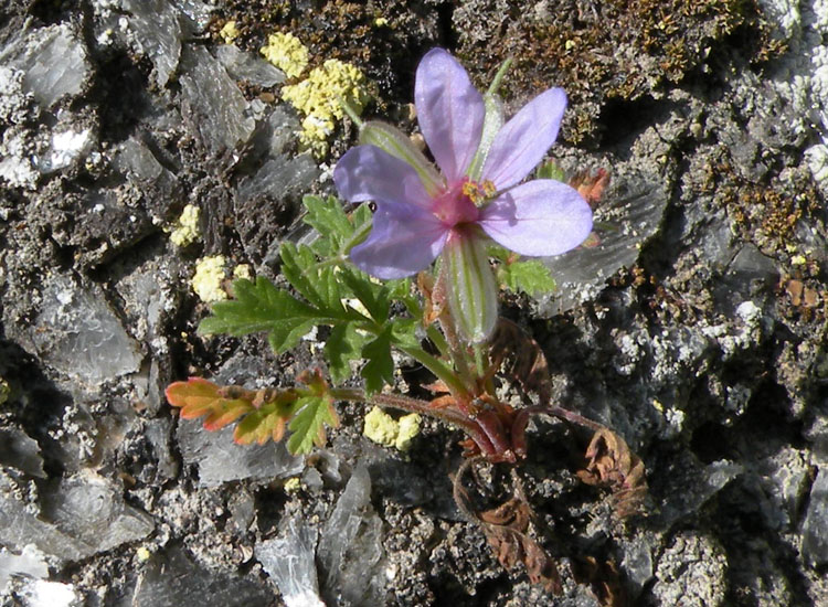 Erodium ciconium